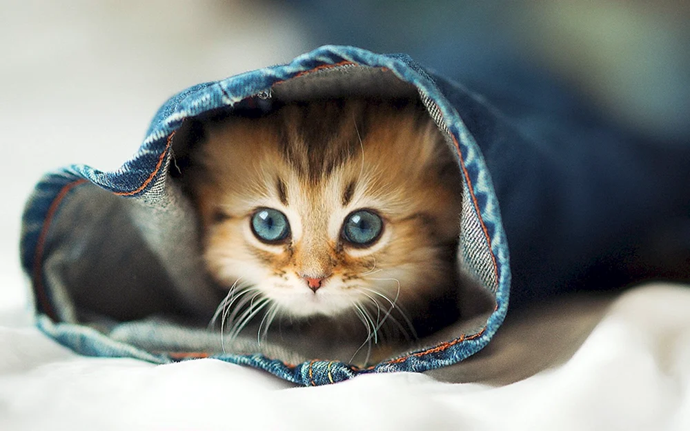 Katze für Avu