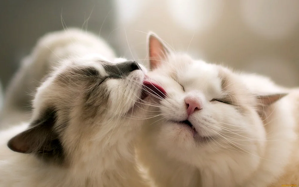 Katzen kuscheln