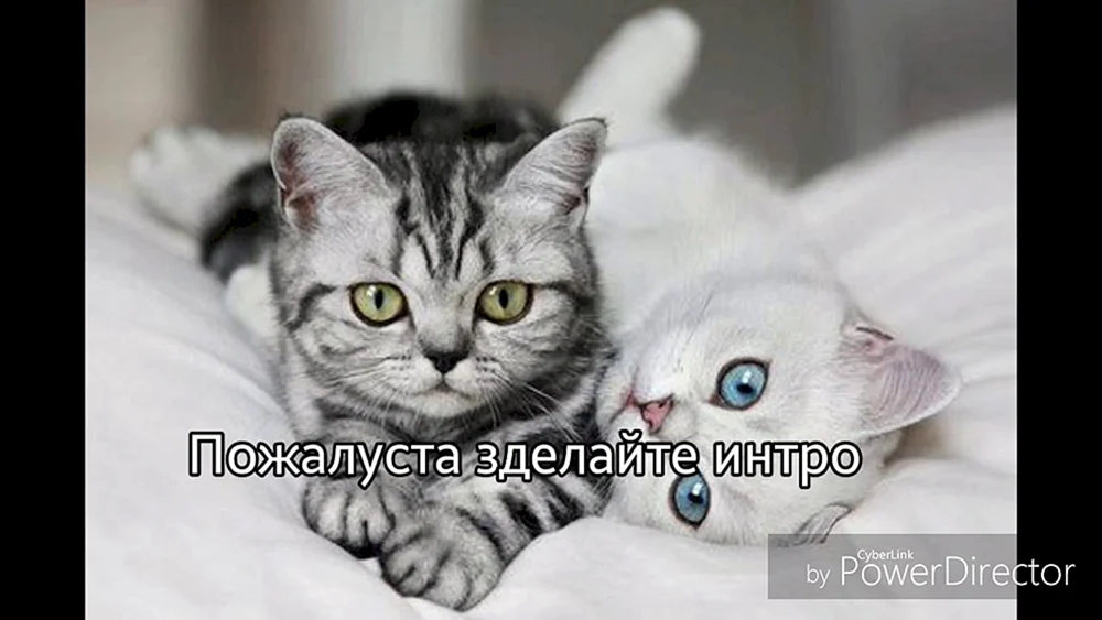 Katzen kuscheln