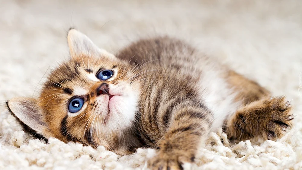 Schöne Katzen
