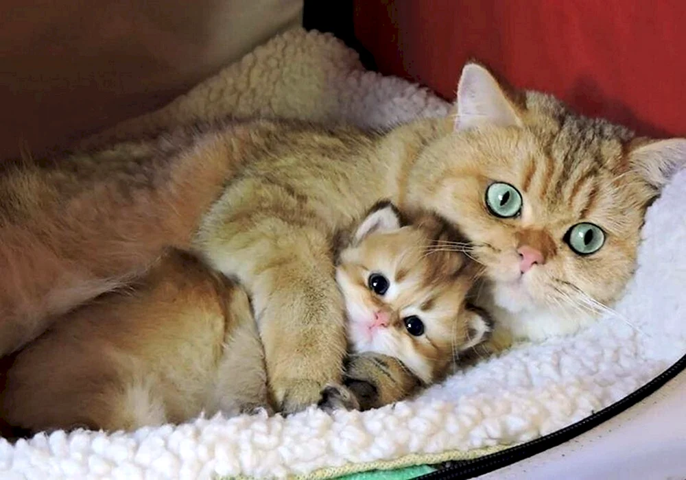 Katze mit Kätzchen