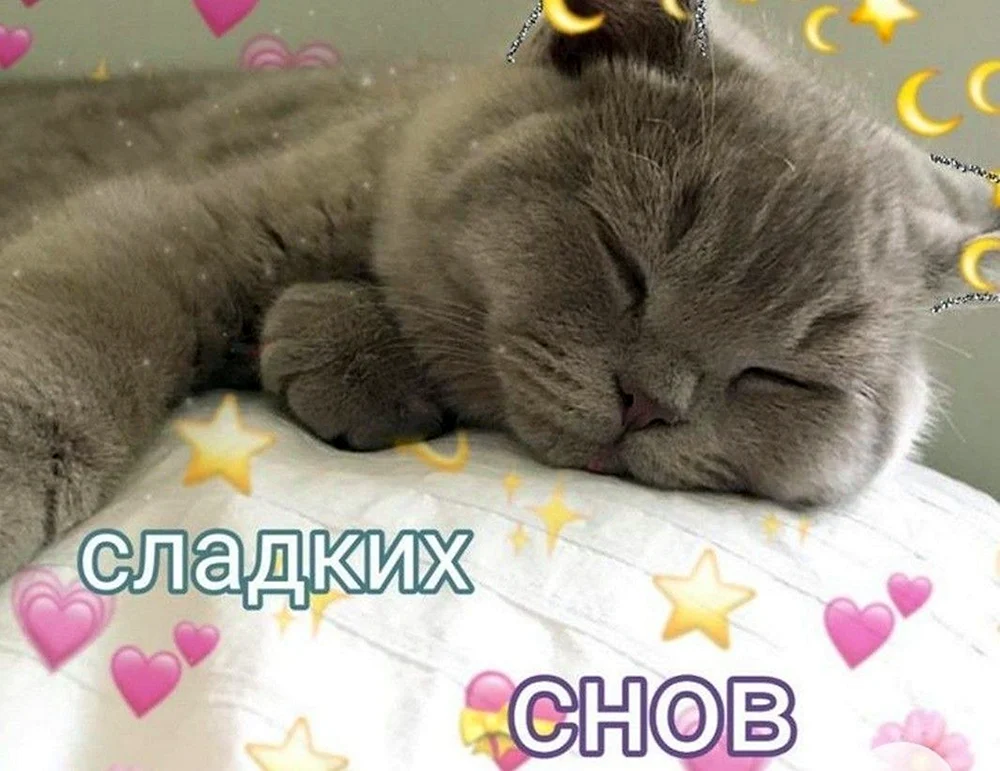 Katze mit Herzen