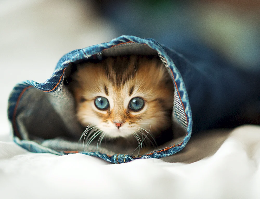 Süße Katzen