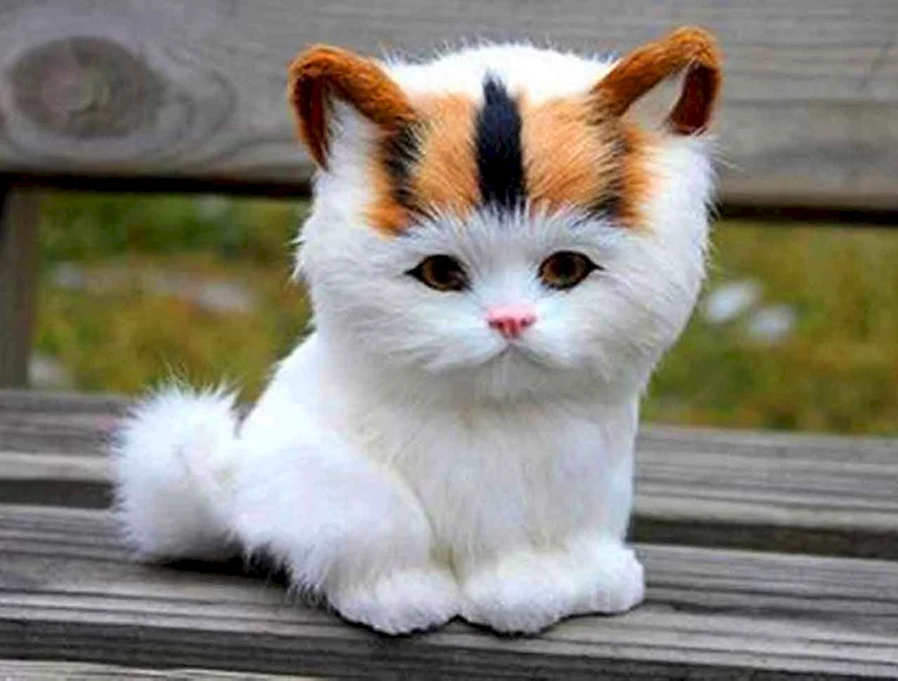 Süße Katzen