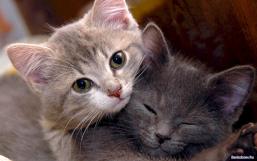 Katzen knuddeln