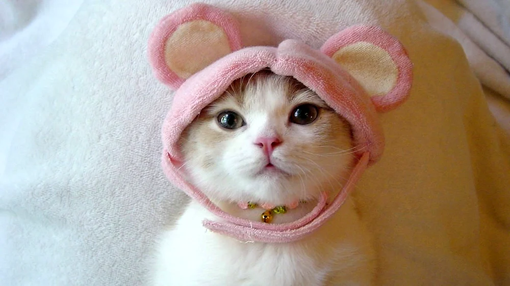 Süße Katzen