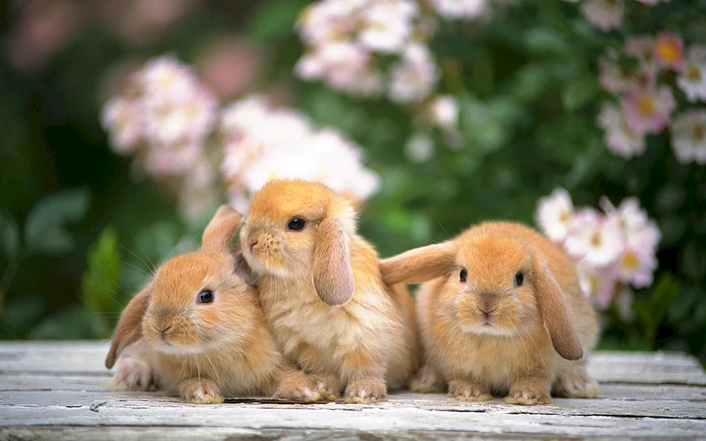 Kleine Kaninchen