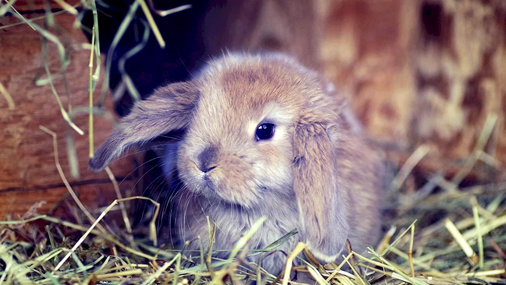 Süße Kaninchen