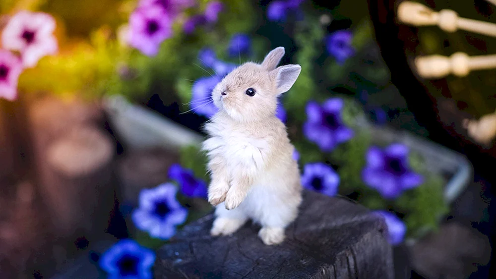 Kleine Kaninchen