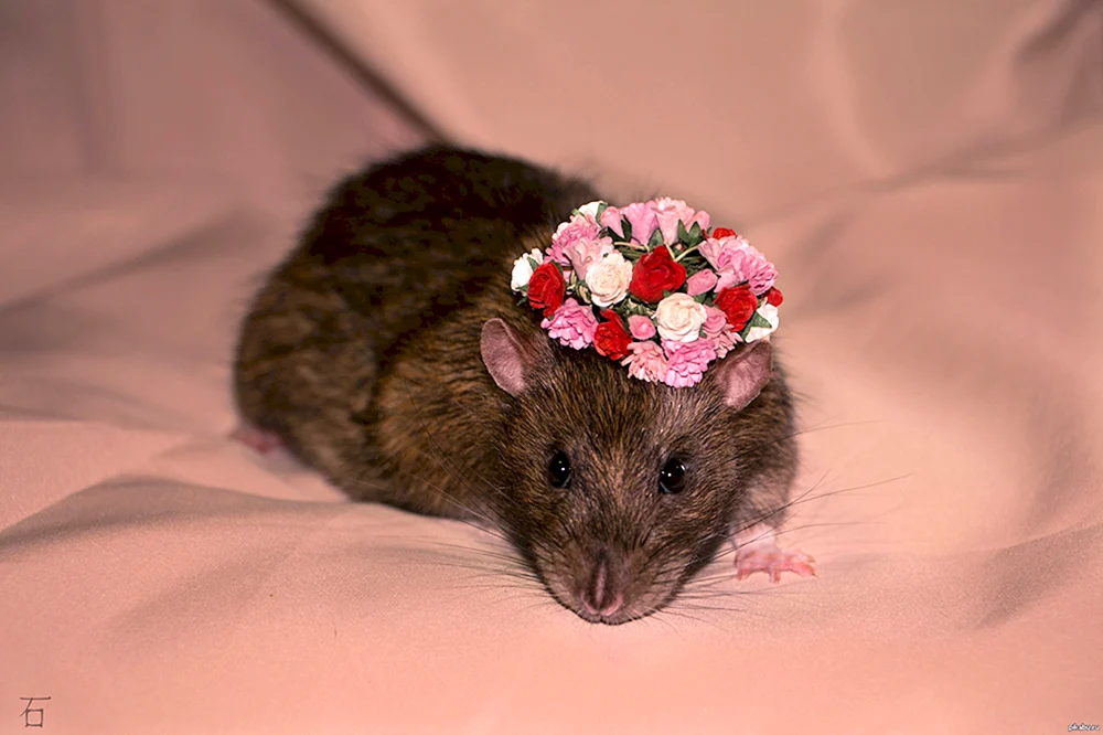 Süße Ratten