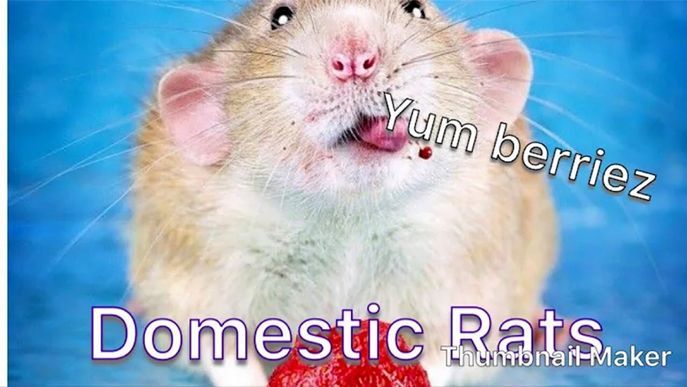 Süße Ratten