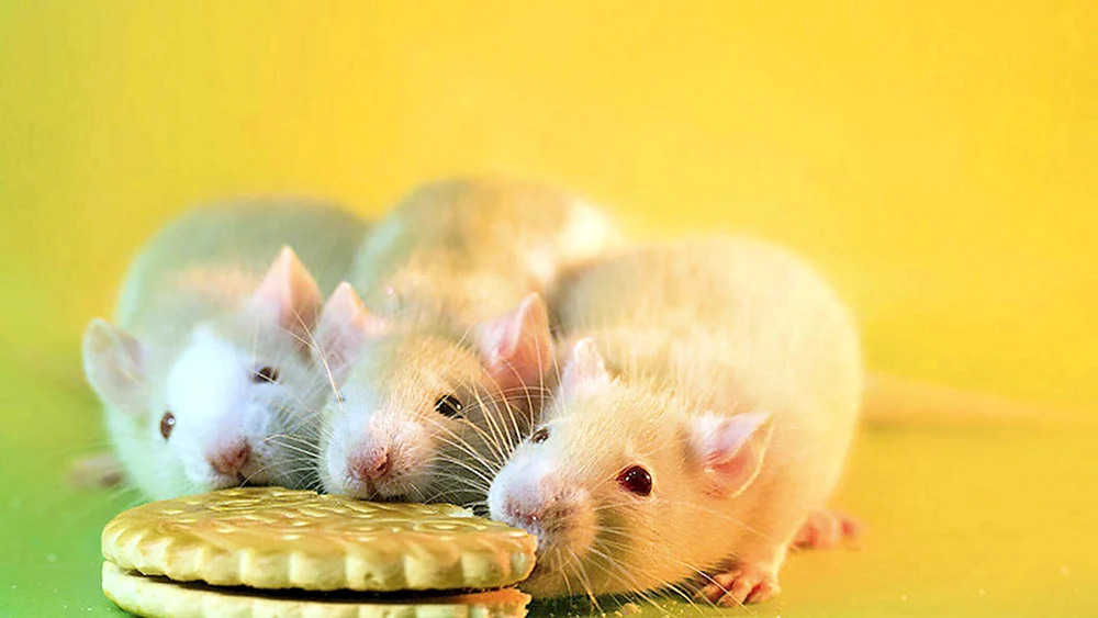 Süße Ratten