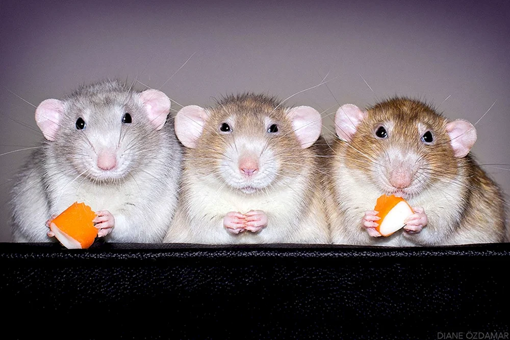 Süße Ratten