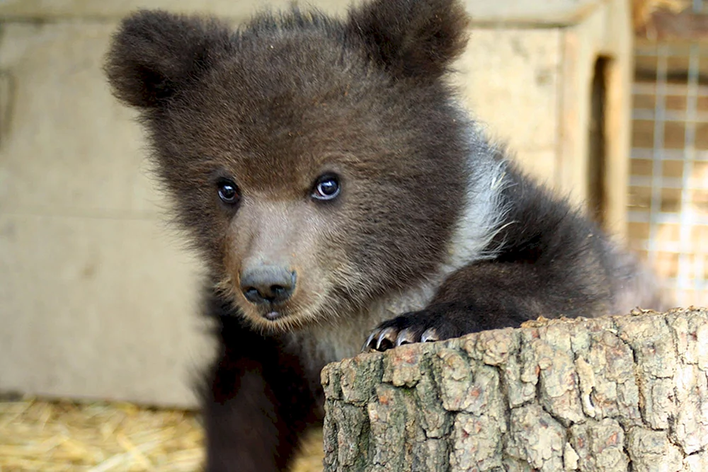 Süßer Babybär