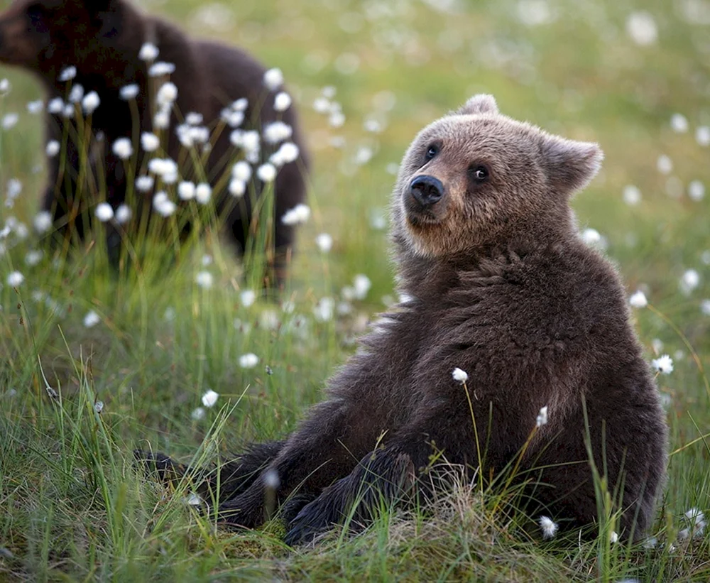 Bär im Wald