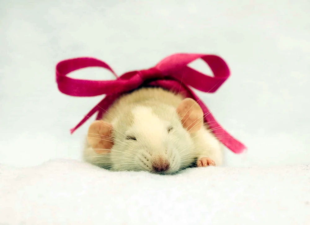 Dekorative Ratte Dumbo
