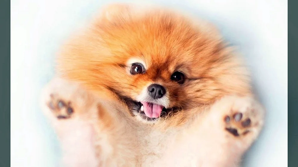 Süßer Pomeranian Spitz