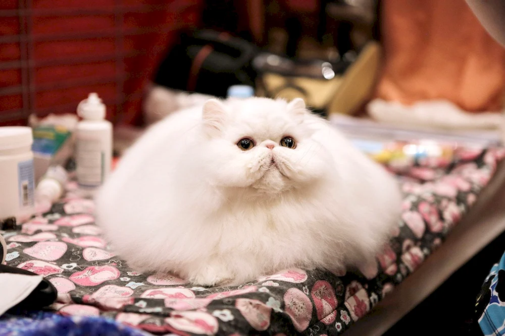 Fette Katze