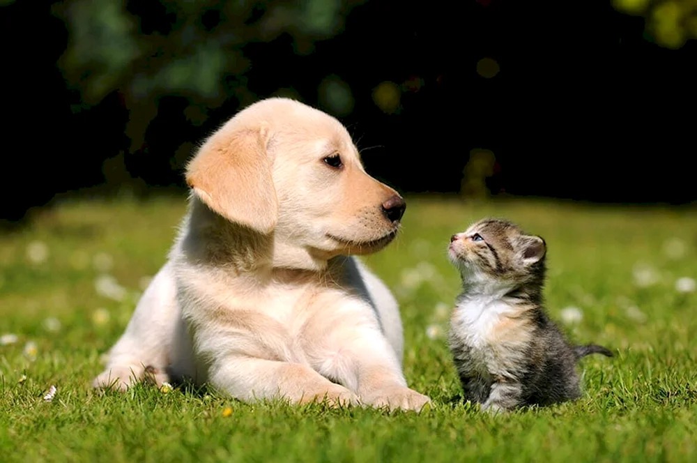 Katzen und Hunde
