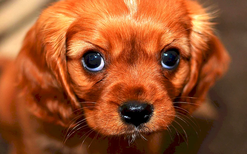 Pappy Golden Retriever