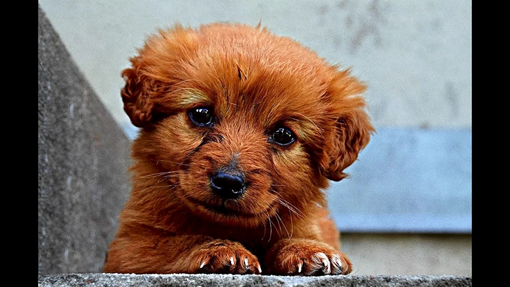 Süße Hunde