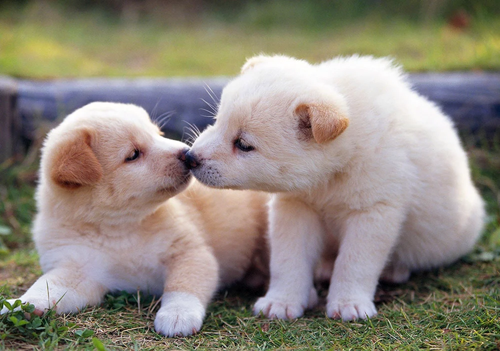 Chihuahua Puppi