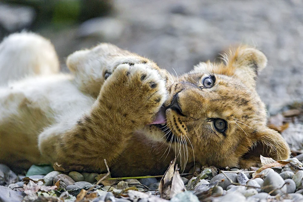 Niedliche Tiere