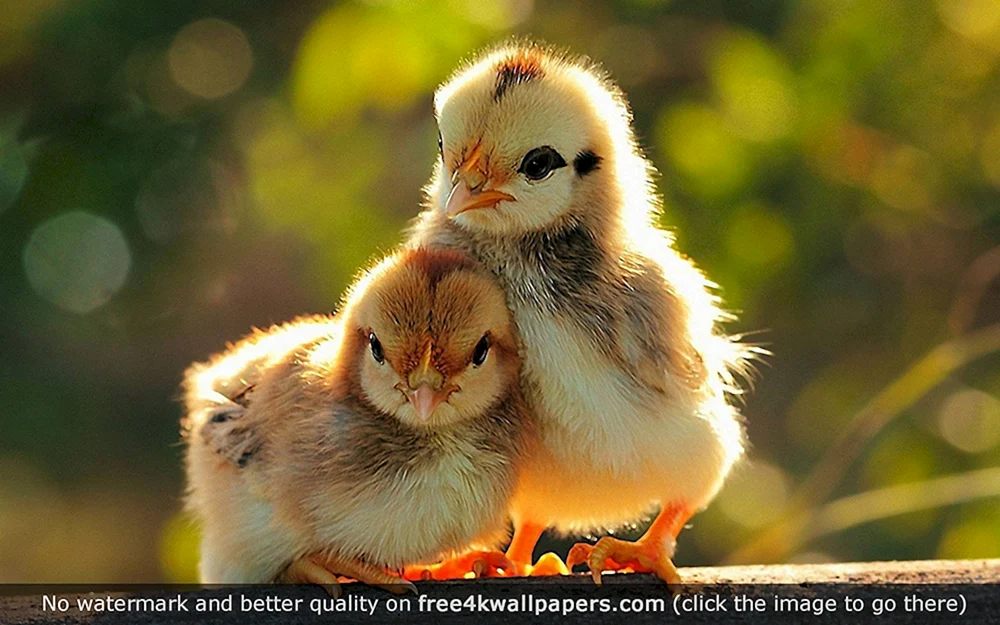 Schönes Kaninchen