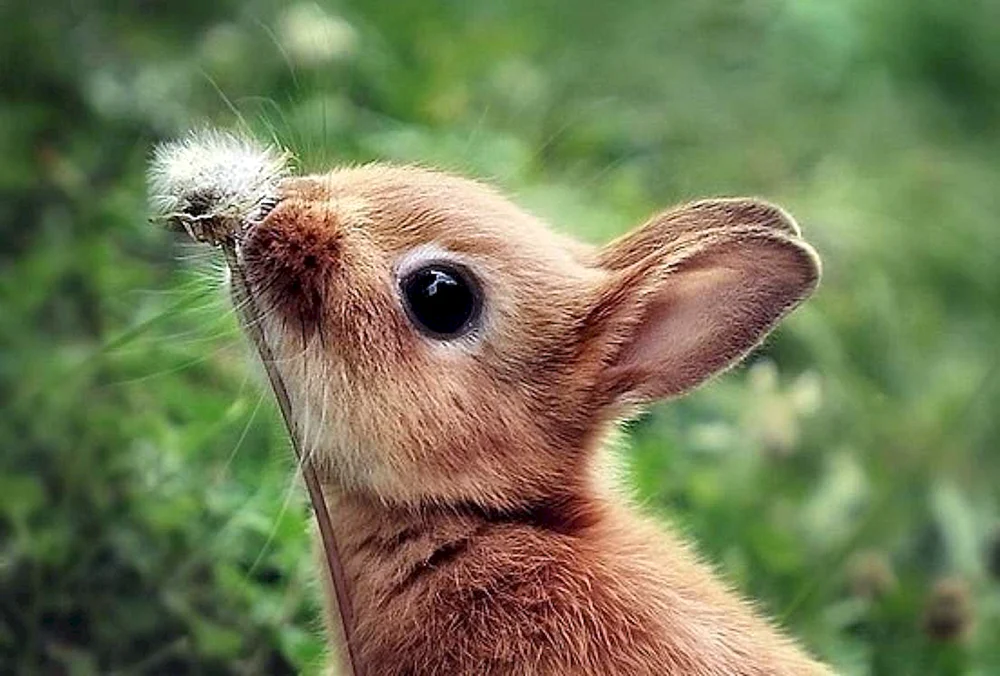 Niedliche Tiere