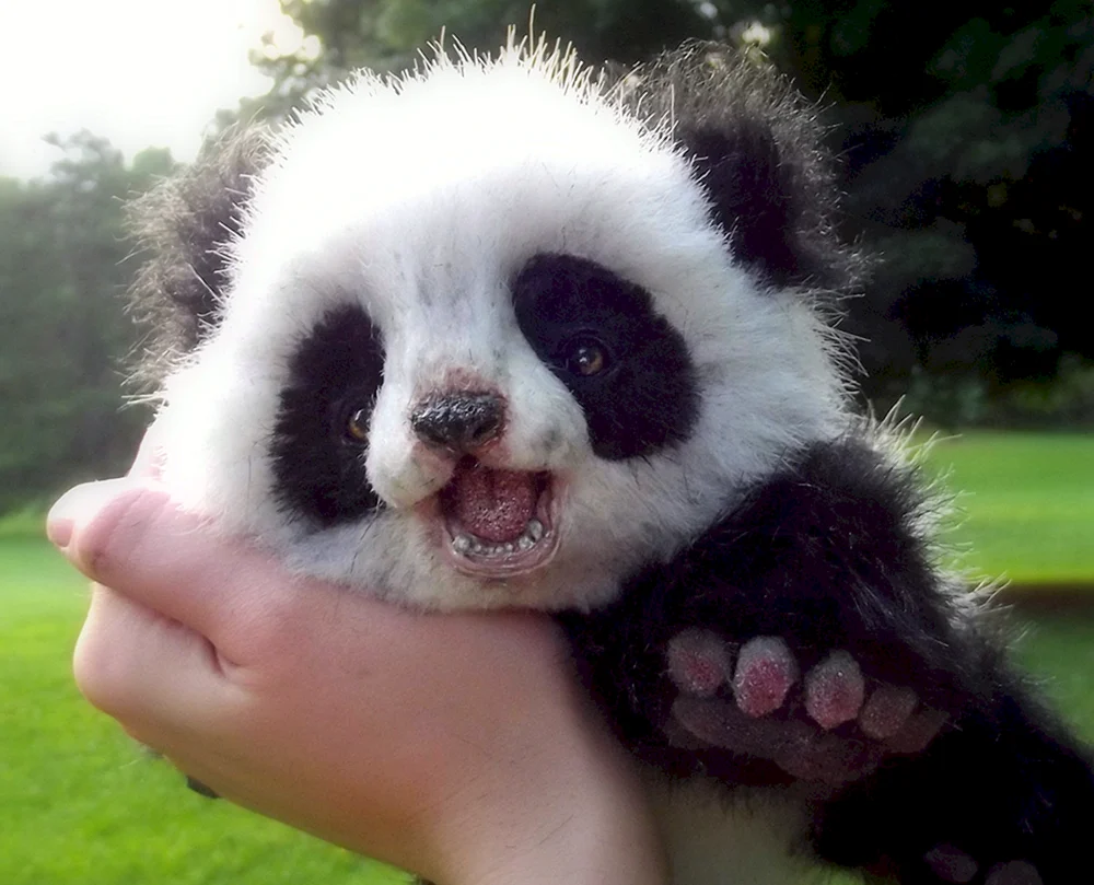 Kleiner Pandawelpe