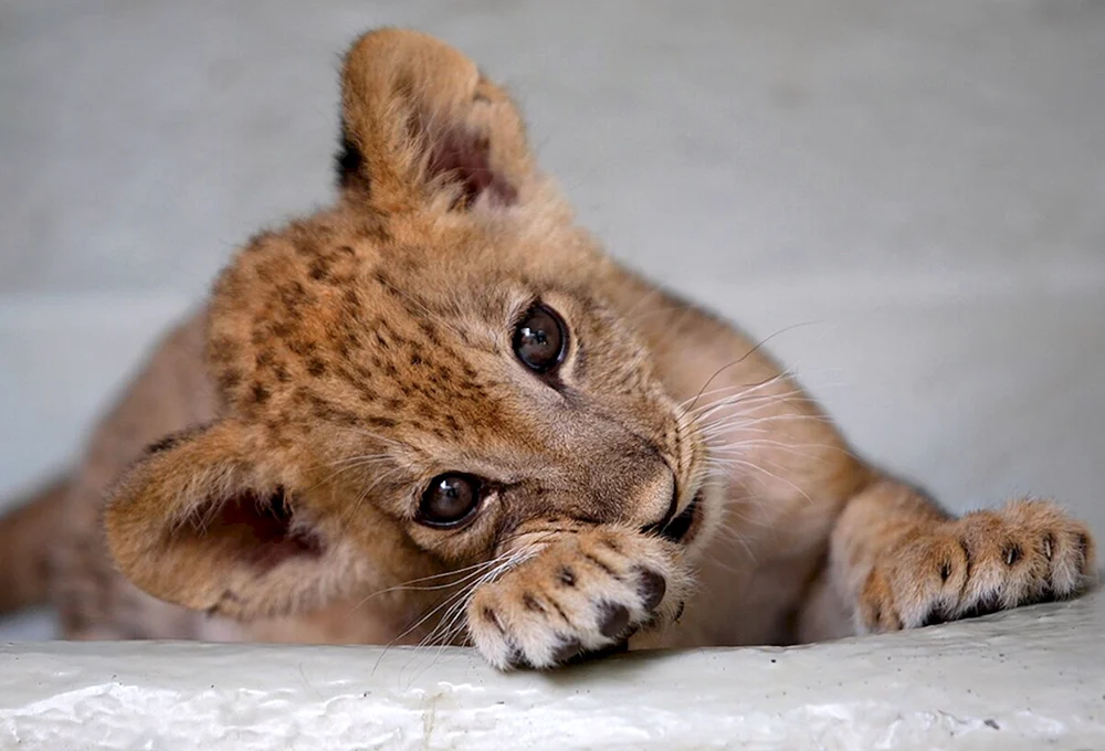 Niedliche Tiere