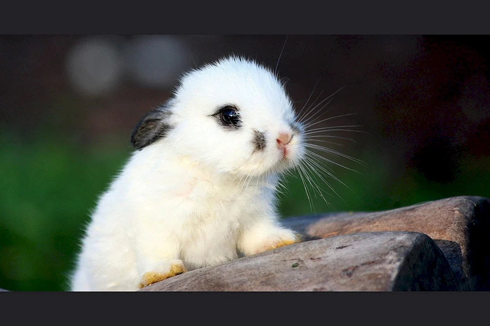 Niedliche Tiere