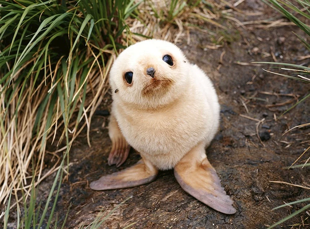 Niedliche Tiere