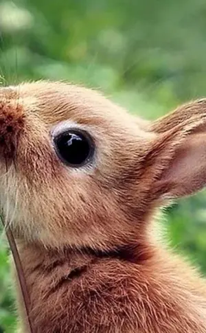 Niedliche Tiere