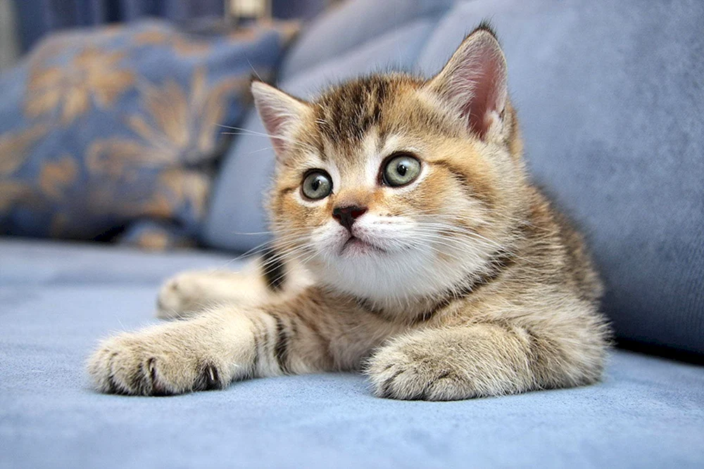 Süße Katze
