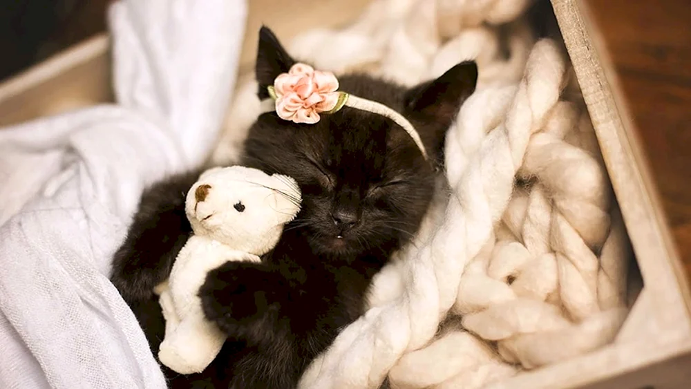 Süße Katzen