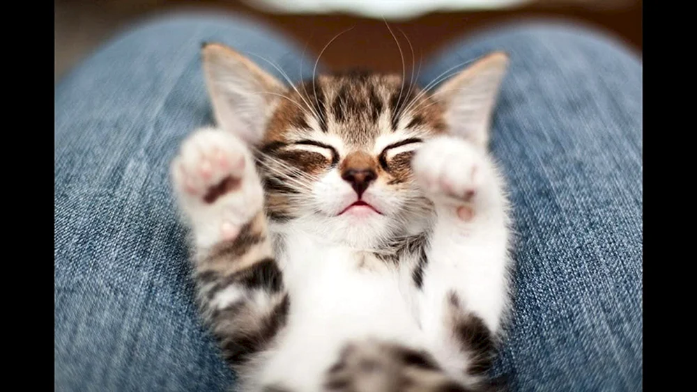 Süße Katze