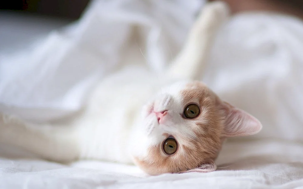 Schöne Katzen