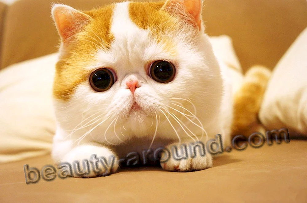 Süße Katze
