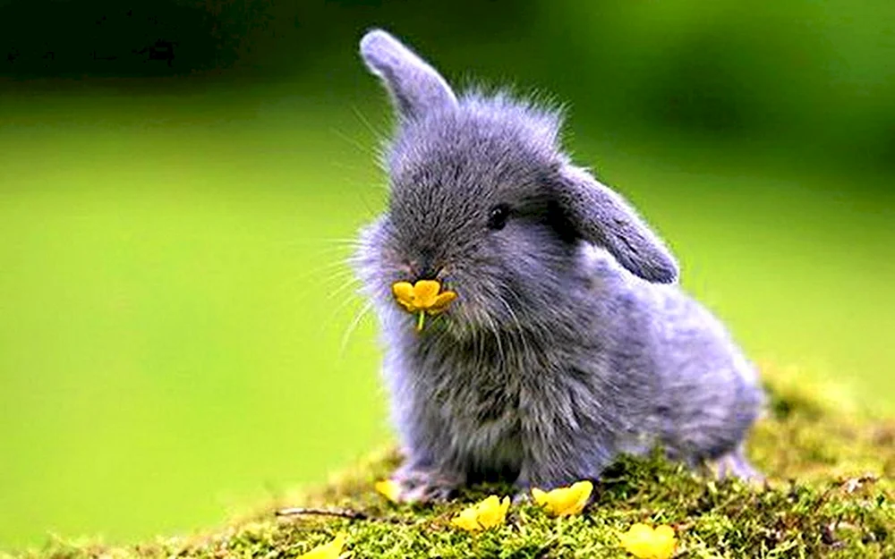 Kleines Kaninchen