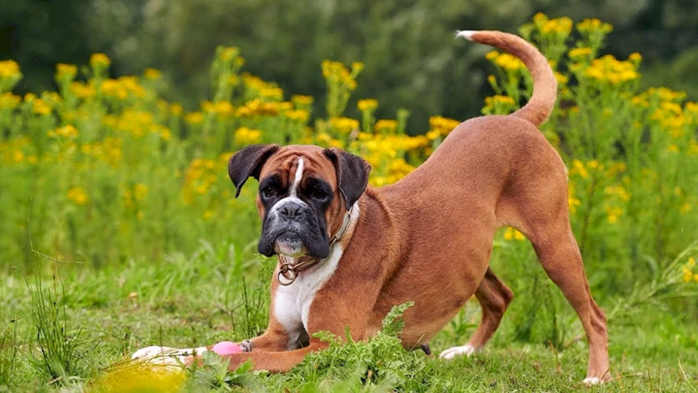 Beagle Hunderasse
