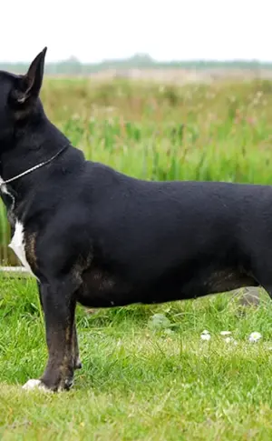 Mini Black Bull Terrier