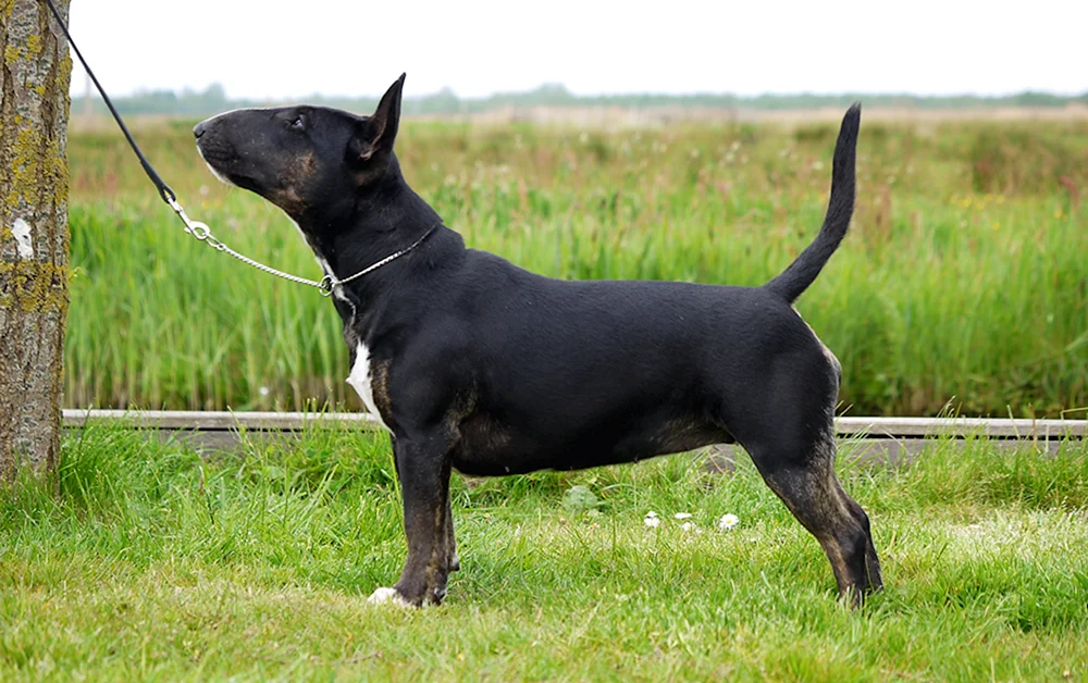 Mini Black Bull Terrier
