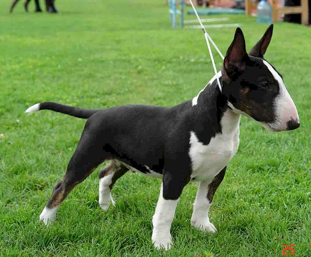 Mini Black Bull Terrier
