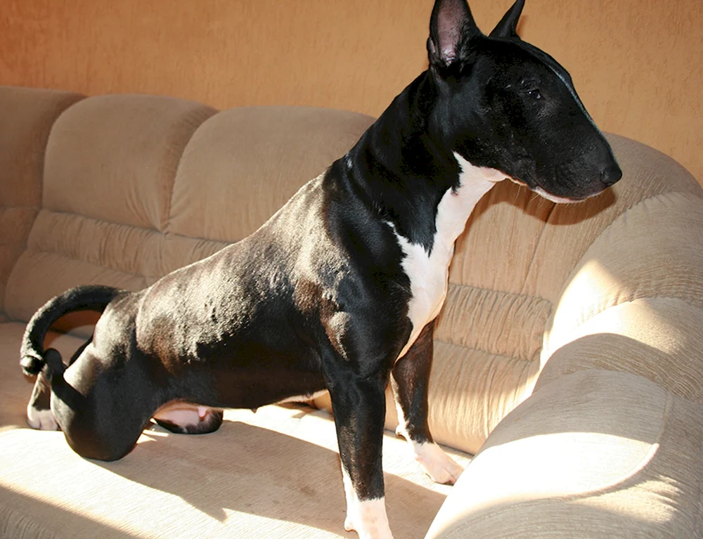 Bulterrier