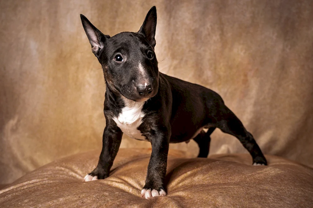 Mini Bull Terrier Black