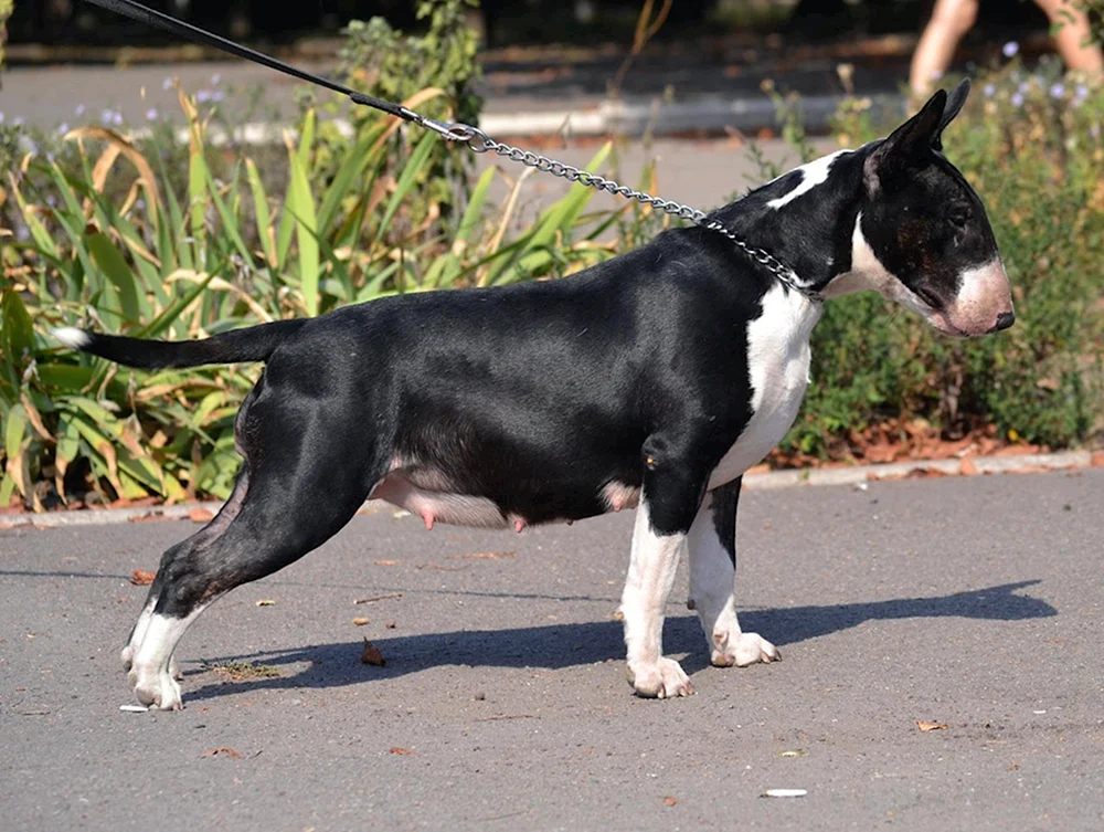 Bulterrier Black Spaniel
