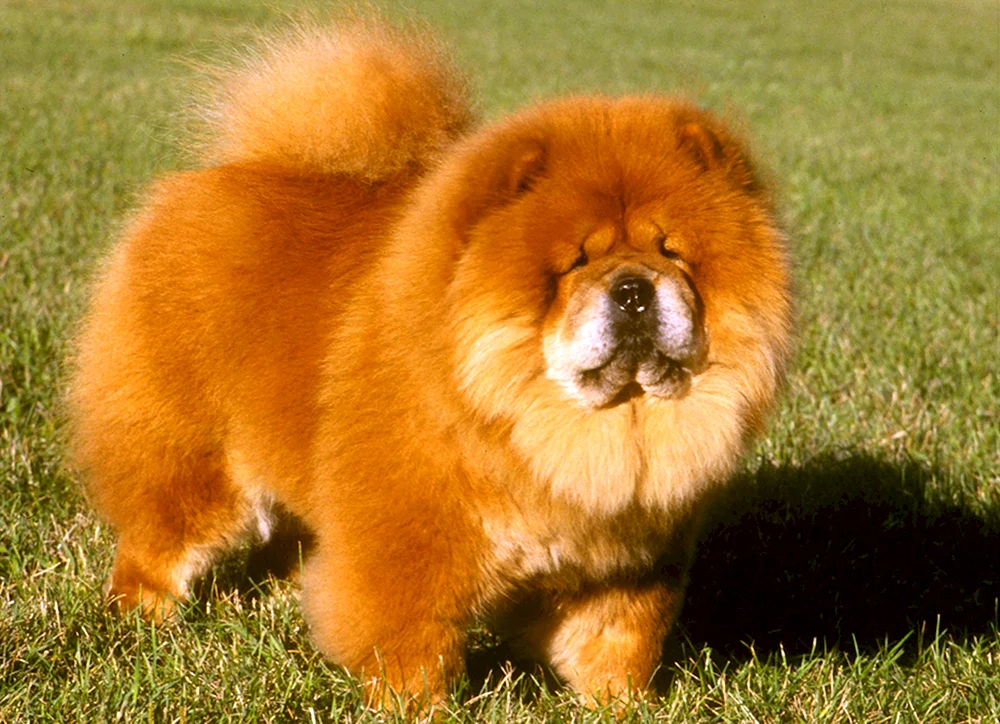 Cow Chow Mastiff