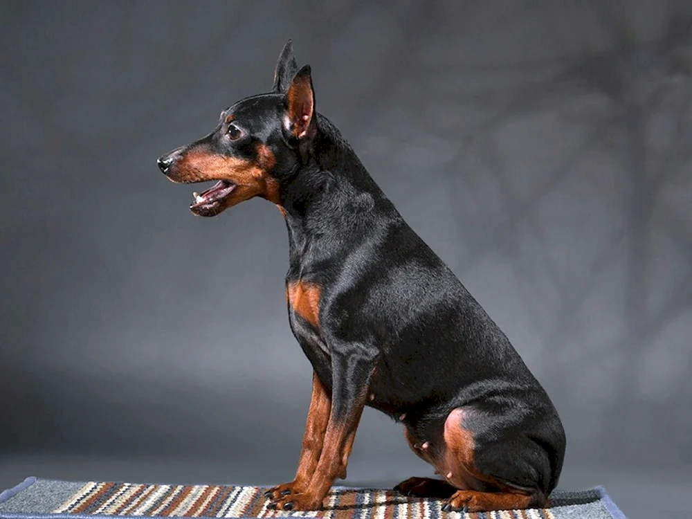 Zwingerpinscher