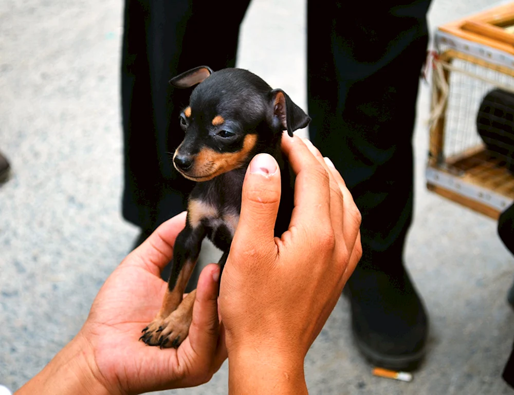 Zwergdobermann